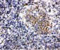 Anti-BAFF Antibody